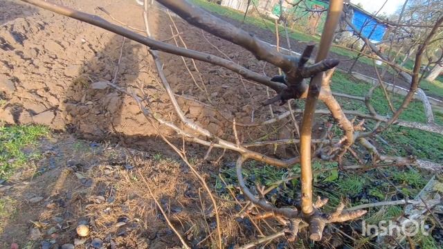 Хроника дачных событий, 15.11.25