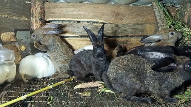 Кролики 87 ...