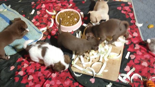 Аполлон, Бэшки и их МАМА едят пекинскую капусту #цены ОТ 35 тр #купитьщенкачихуахуапродаю