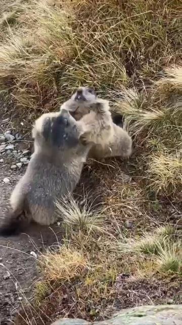 Более жестокой драки мы больше не увидим