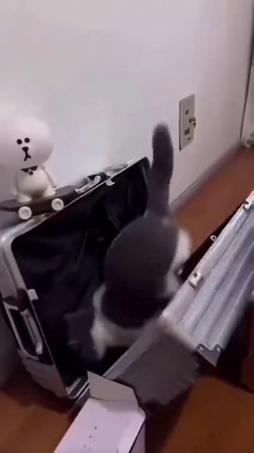 котейки веселят нас