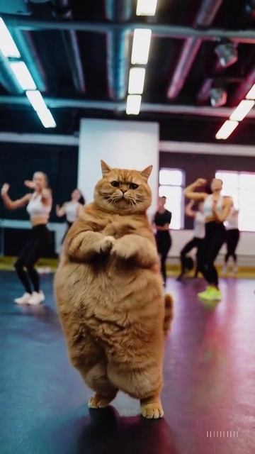 Кот танцует ИИ