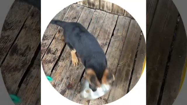 игра в миску