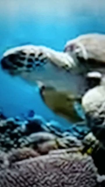 Удивительные обитатели морей и океанов😳