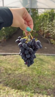 Сорт Юпитер 🍇