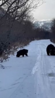 «Вот тут лежала моя рыба».
Медведица с двумя медвежатами съела улов рыбака на Камчатке на его глазах