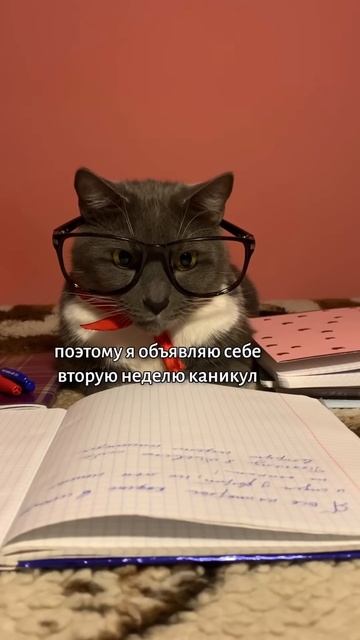 ЕСЛИ БЫ КОТИКИ ХОДИЛИ В ШКОЛУ - СОЧИНЕНИЯ