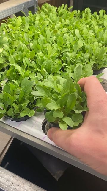 Если вы любите руколу