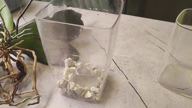 Пересадка Биглипа Павлина из заболоченной посадки с трухой от коксового волокна