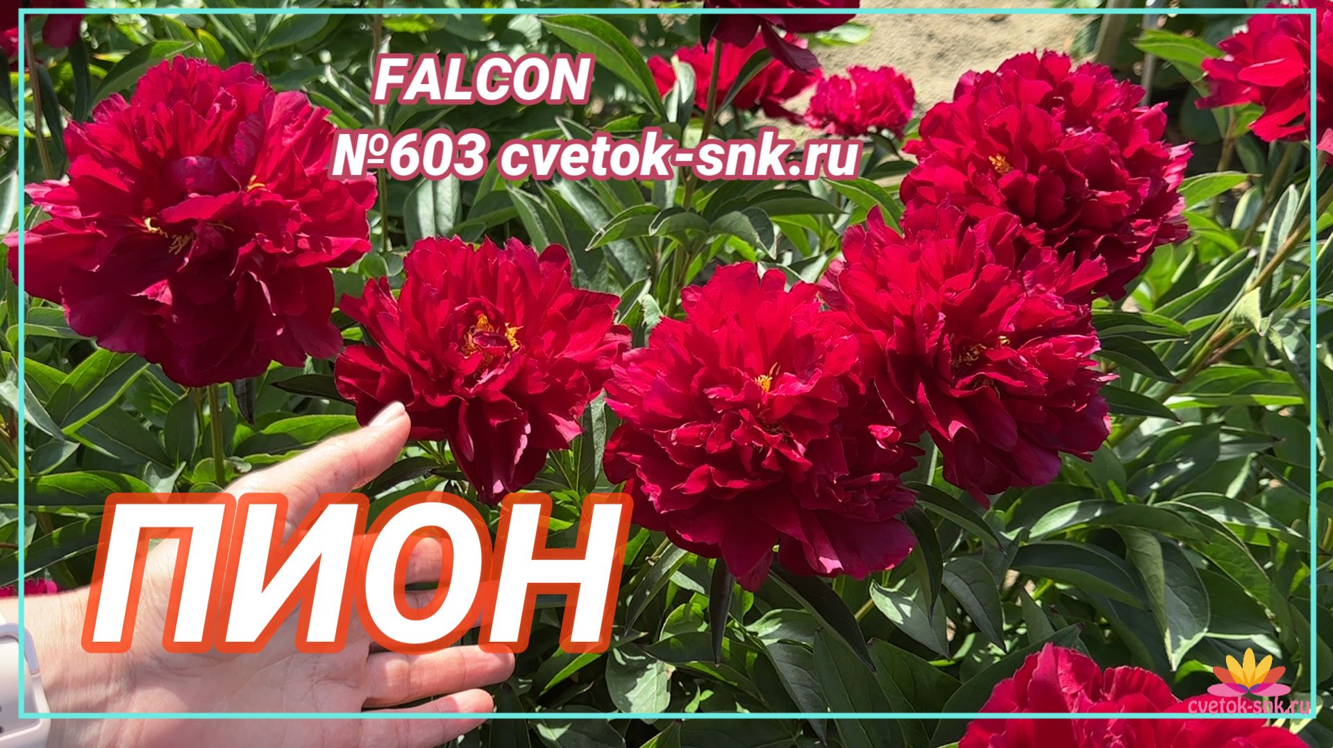 ПИОН "FALCON"/Сад Ворошиловой