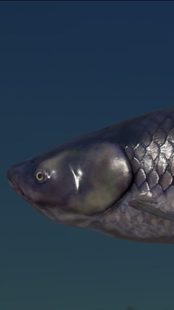 РР4 ! АМУР СТАРЫЙ ОСТРОГ !!!