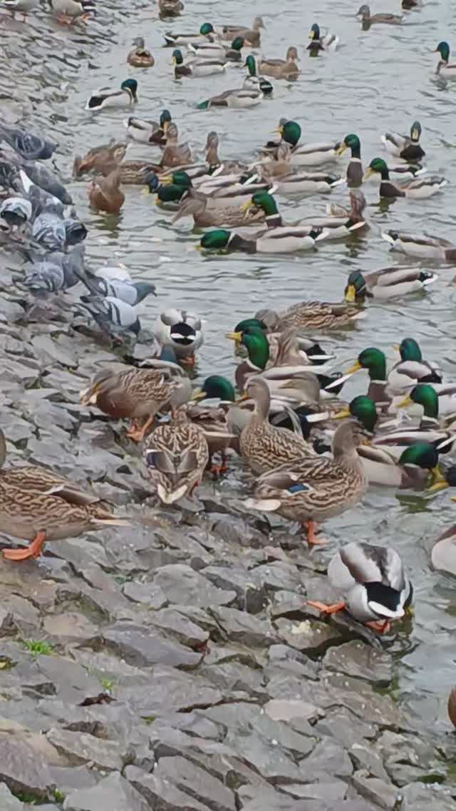 Битва за еду