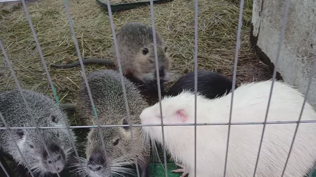 ОЧАРОВАШКИ...