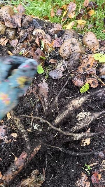 Удаляйте с клумбы однолетние георгины!