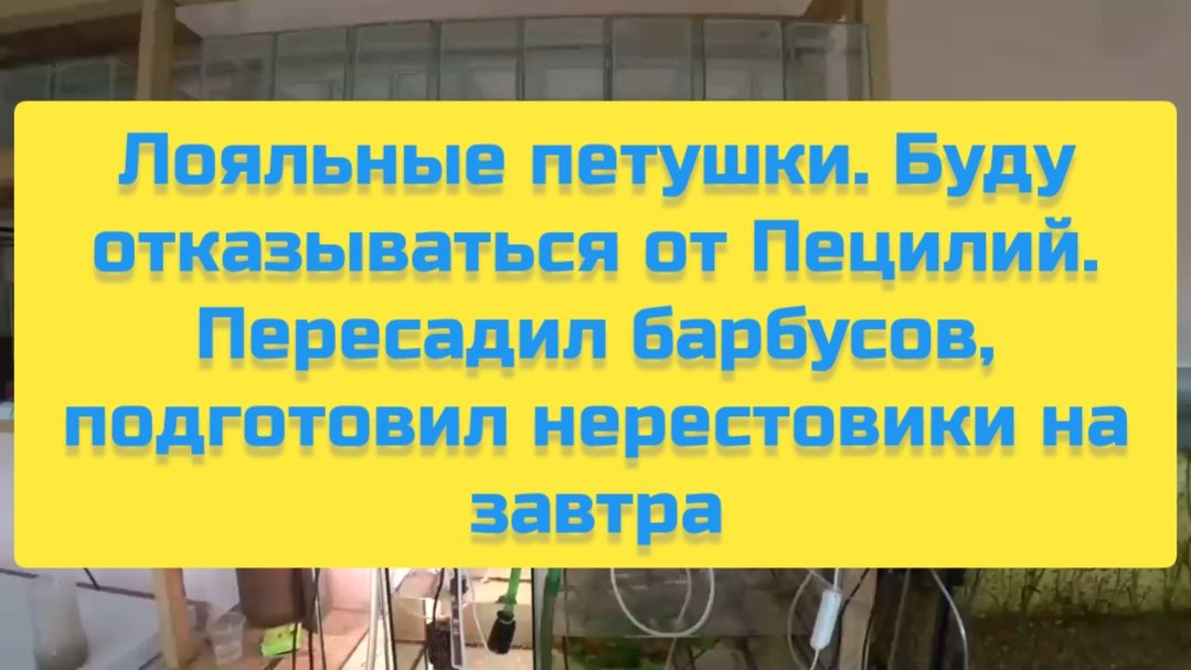 ЛОЯЛЬНЫЕ ПЕТУШКИ. БУДУ ОТКАЗЫВАТЬСЯ ОТ ПЕЦИЛИЙ. ПЕРЕСАДИЛ БАРБУСОВ, ПОДГОТОВИЛ НЕРЕСТОВИКИ НА ЗАВТРА