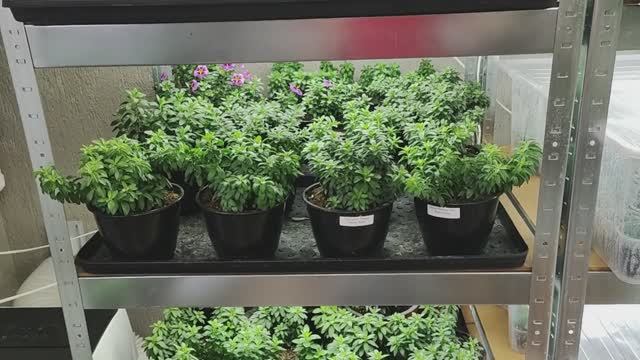 КАК вырастить КРАСИВЫЙ куст КАЛИБРАХОА . ВСЕ тонкости по УХОДУ за КАЛИБРАХОА осенью и зимой.