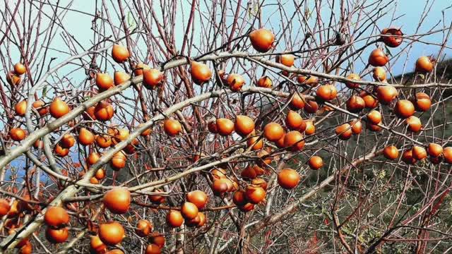 Полезные и вкусные.