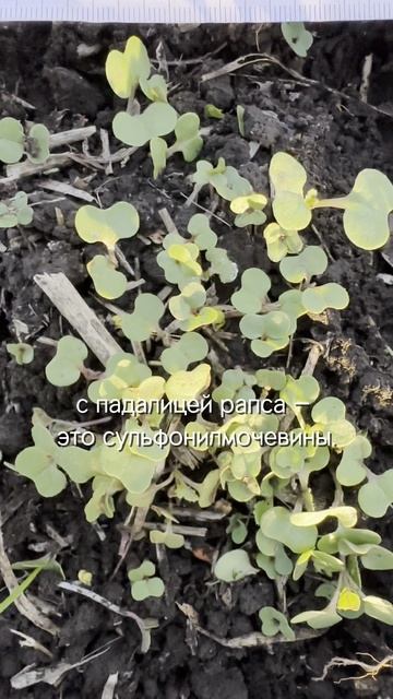 Падалица КЛ рапса в пшенице. Что делать? #агроном #сельскоехозяйство