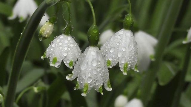 L'Amour Est Bleu  - Paul Mauriat and His Orchestra