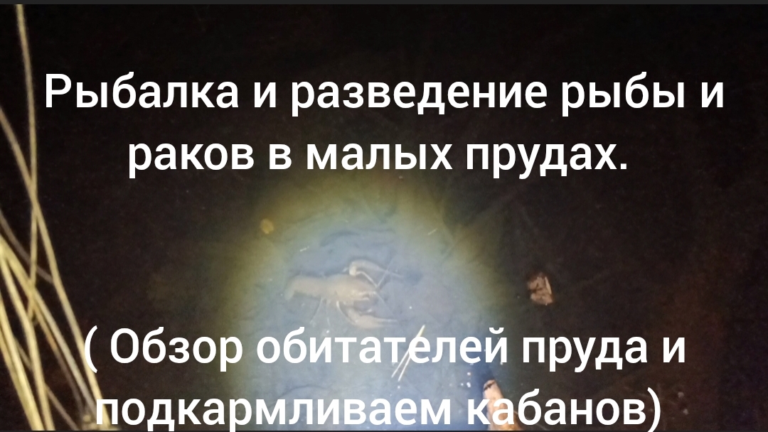 Рыбалка и разведение рыбы и раков в малых прудах. ( Обзор обитателей пруда и подкармливаем кабанов)