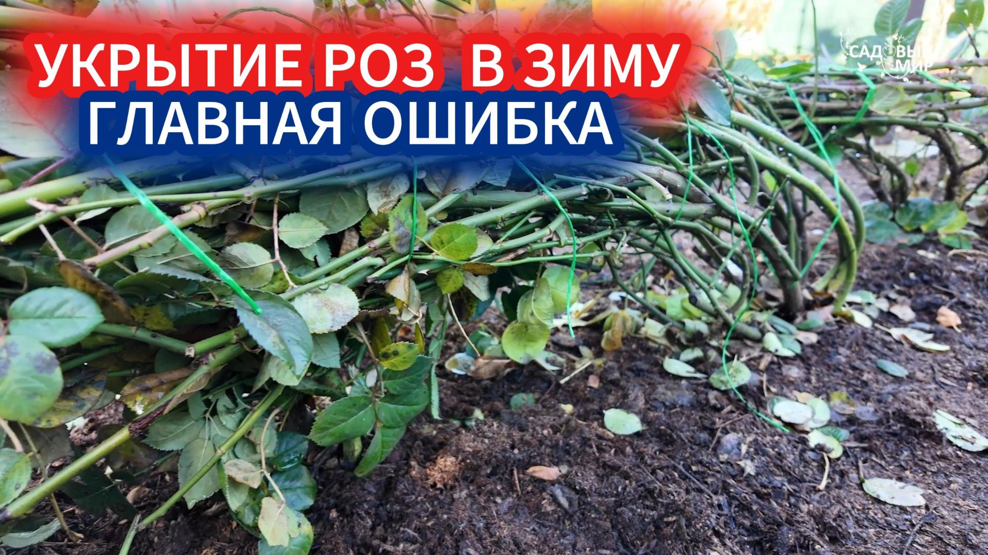 НЕ СМЕЙТЕ УКРЫВАТЬ РОЗЫ ДО МОРОЗОВ В НОЯБРЕ - СОПРЕЮТ! ПРИ КАКОЙ ТЕМПЕРАТУРЕ УКРЫВАЮТ РОЗЫ В ЗИМУ