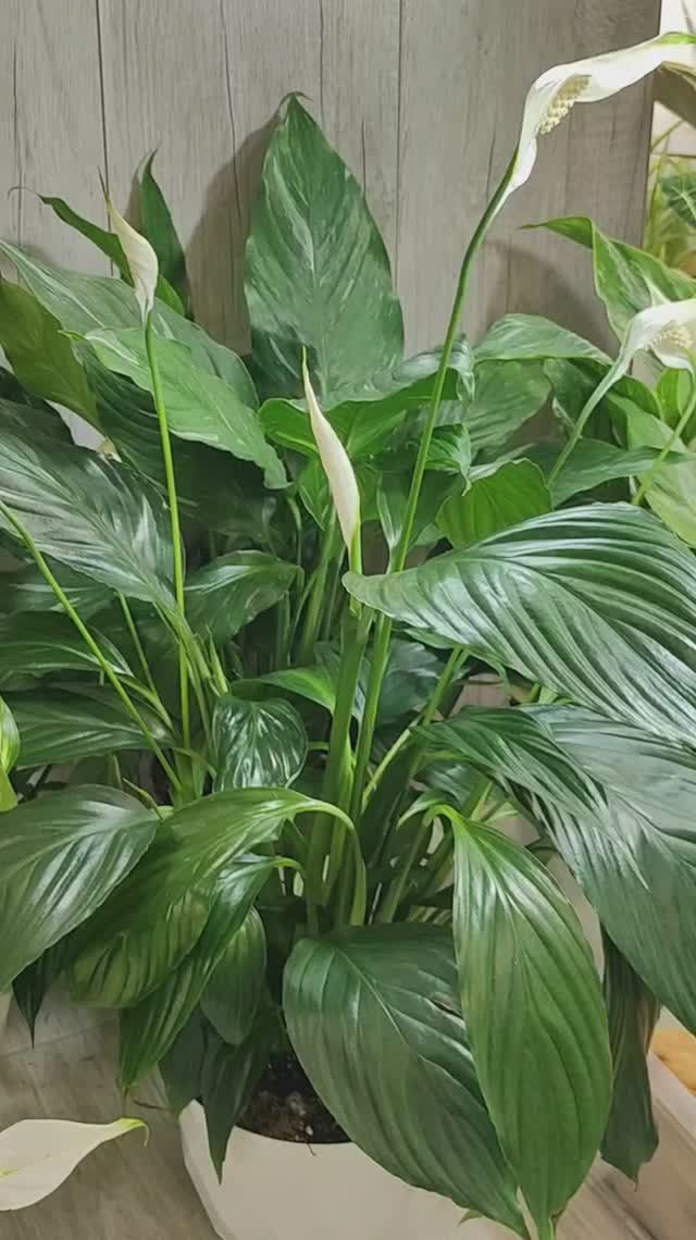 Грунт для Спатифиллума, срочно меняйте не правильный грунт