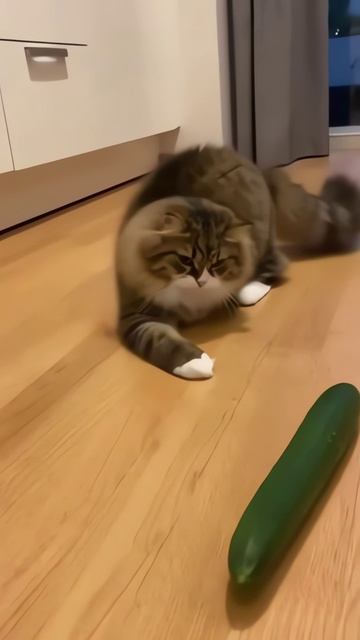 Кот vs Огурец / Cat vs Cucumber  #cats #котики #забавныйпитомец #забавныеживотные