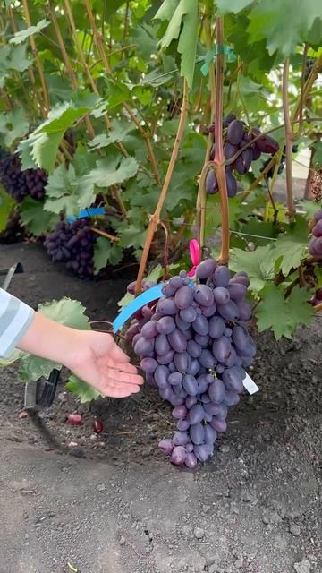 Сорт Полонез🍇