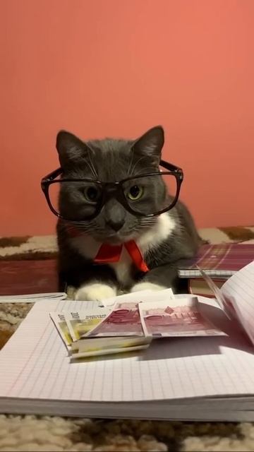 ЕСЛИ БЫ КОТЫ ХОДИЛИ В ШКОЛУ - ПРОВЕРКА СОЧИНЕНИЙ