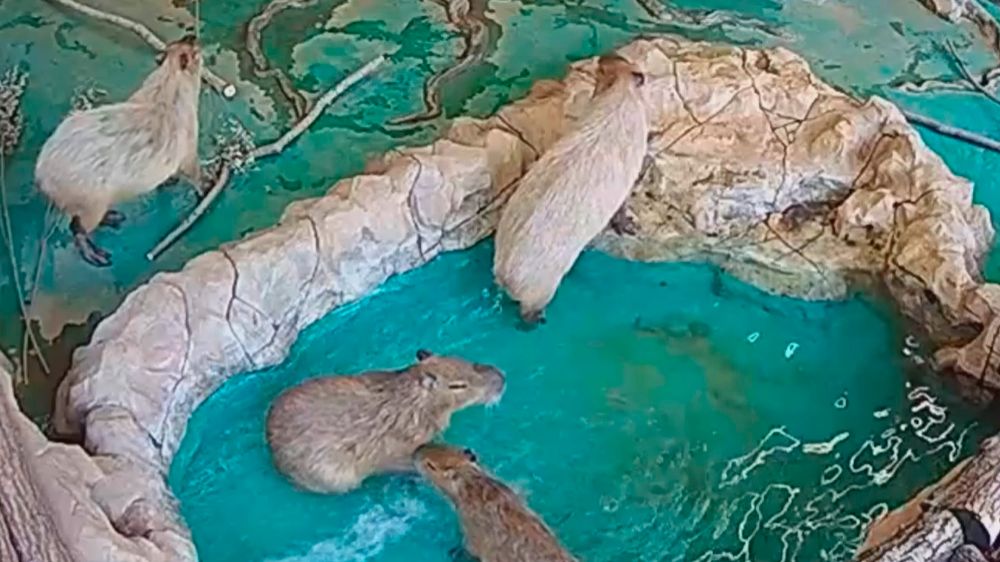 Капибары из Московского зоопарка наслаждаются спа-процедурами