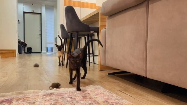 Сегодня в рубрике «Домашние животные Доброграда» — ориенталы семьи Акимовых 🐾