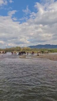 Лошади в реке, перешли по глади)