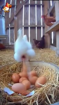 Куриный пулемет 🥚🥚🥚🐔😂
