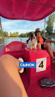 Сегодня смешное 😄 #собака #щенок #папийон #путешествие