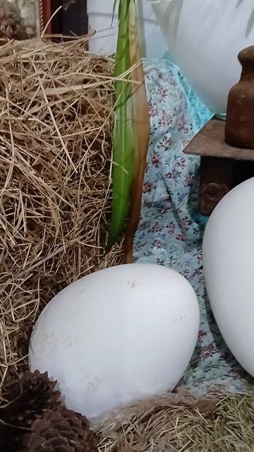 руками не трогать. Витрина в магазине страусиной фермы.