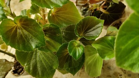 Говорушки, восстановление коллекции