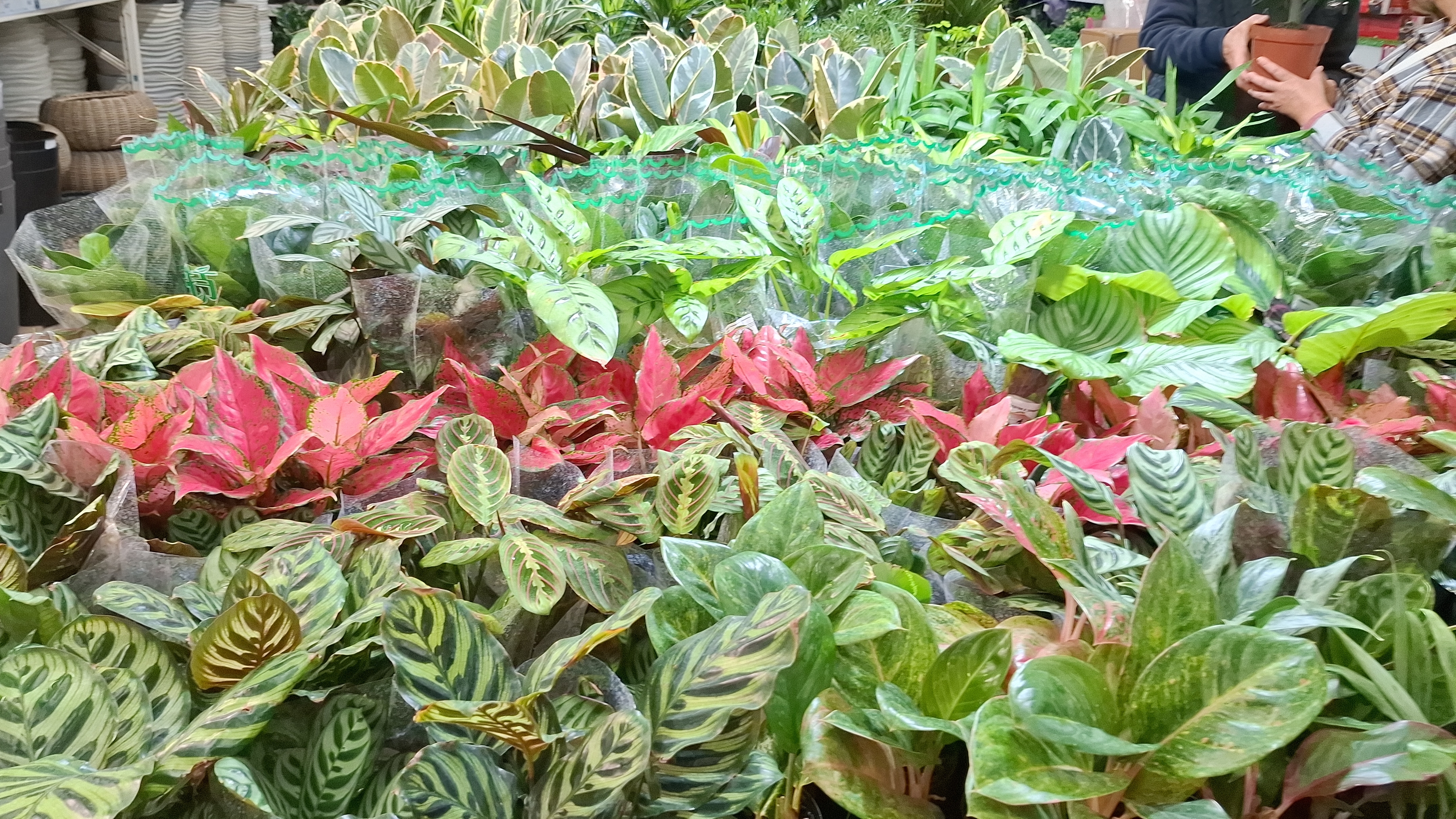 Лемана Про 🍁🍂✔️ цветочный обзор, цветочные новинки 🔥