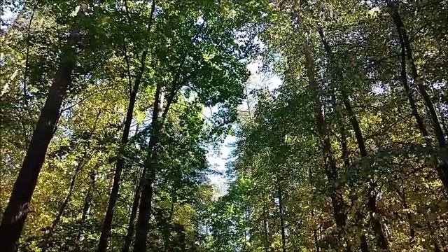 Сентябрь. Лес. Небо.