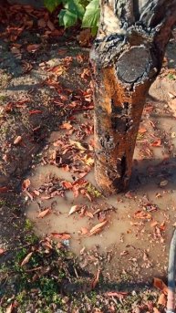 Осенний полив деревьев