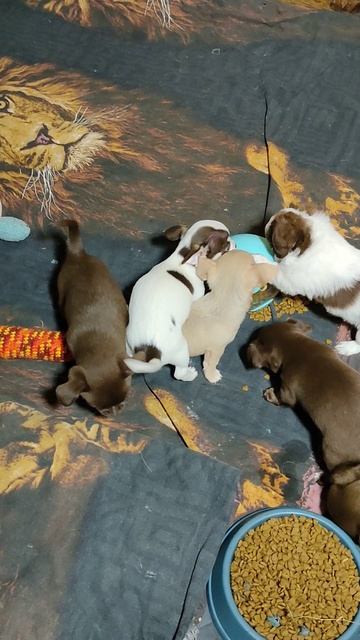 #продающенковчихуахуакупить +79215950848 #цены от 50 тр