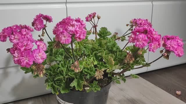 ЛЬЮ в ГЕРАНЬ ЗИМОЙ и даже слабый цветок вмиг ЗАЦВЕТЕТ, благоприятные условия для цветения герани