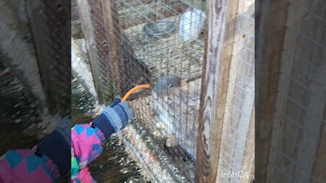 Кристина на ферме