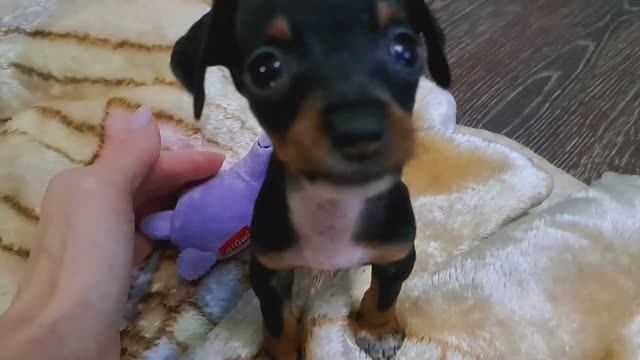 Как в нашем доме появились мои любимые девчата))) Сегодня им 2 года!!!🎉🎉🎉