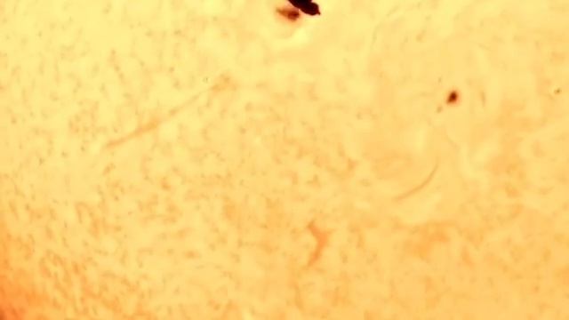 Астрофотографу удалось сделать уникальный снимок парашютиста в свободном падении на фоне Солнца ☀️