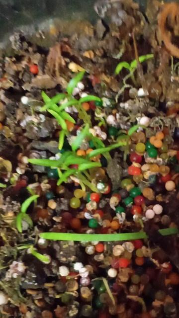 Ирина Осокина