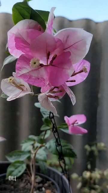 Бугенвиллия "Ice cream " летнее цветение 😍