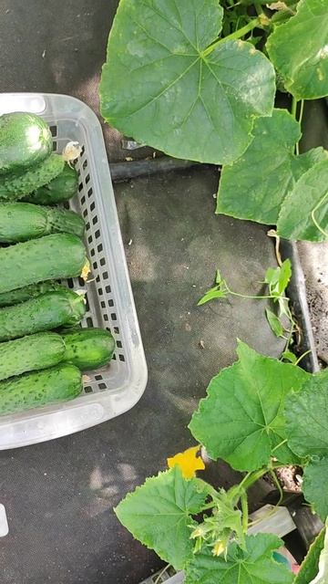 Этот ОГУРЕЦ никогда не ГОРЧИТ, НЕ БОЛЕЕТ для засолки и еды