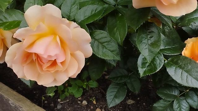 Розы и Шалфей "Карадонна". Сезон 2025. Регион Южный Урал.