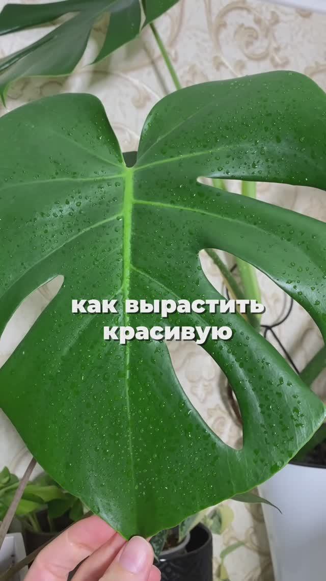 Ссылка в описании 💚