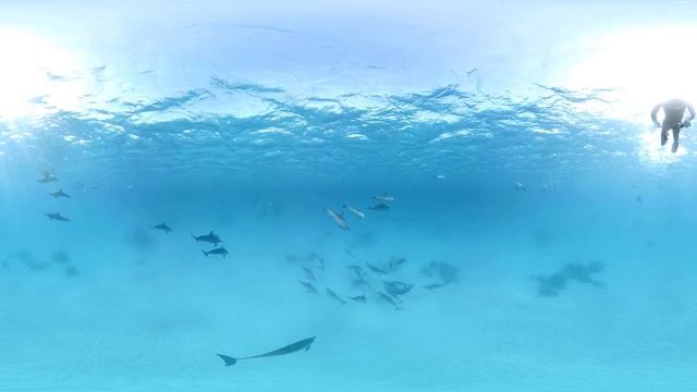 Wild Dolphins VR ⁄ 360° Video Experience
